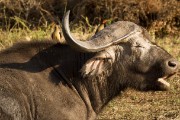 Water baffalo : 2014 Uganda